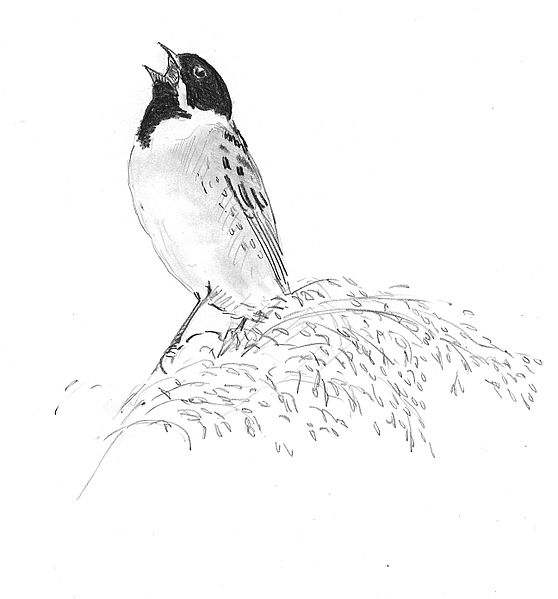 File:Rietgors Emberiza schoeniclus Jos Zwarts 1.jpg