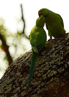 Ring necked parakeets seen in Kokkrebellur Ring Necked Parakeets Kokrebellur.jpg