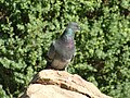 Common Rock Pigeon standing on a rock.