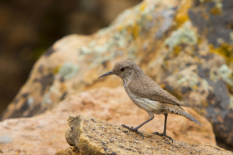 File:Rock wren (9471734327).jpg