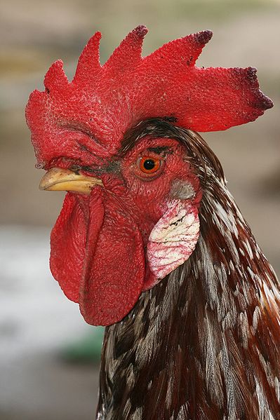 File:Rooster portrait alt.jpg