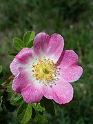 Rosa rubiginosa sl17.jpg