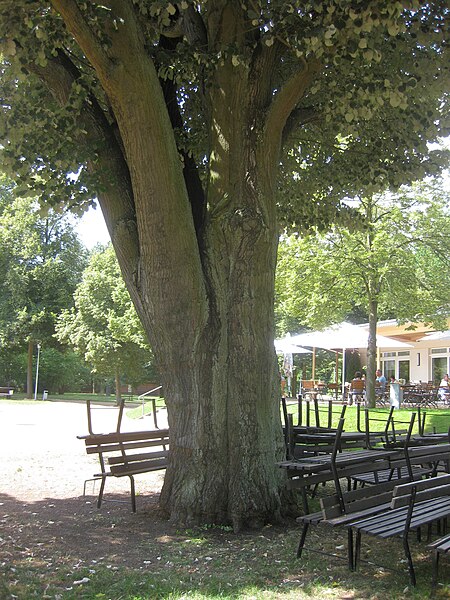 File:Rosengarten Forst, Silber-Linde vor dem Restaurant, Sommer, 02.jpg