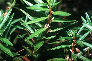 <i>Rotala ramosior</i> Species of aquatic plant