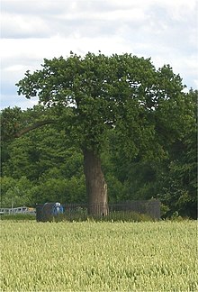 A descendant of the Royal Oak at Boscobel House Royal Oak, Boscobel.jpg