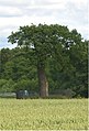 The Royal Oak at Boscobel House, Shropshire, England. A descendant of the oak in which Charles II hid when fleeing after the Battle of Worcester.