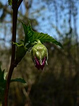 Rubus spectabilis