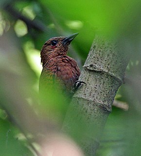 Billedbeskrivelse Rufous Woodpecker (Celeus brachyurus) i Kolkata I IMG 0367.jpg.