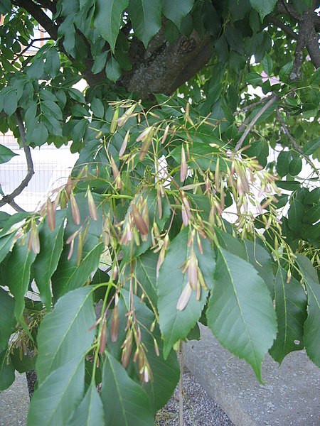 File:Ruhland, Dresdener Str. 40, Blumen-Esche Fruchtstand Frühsommer.jpg