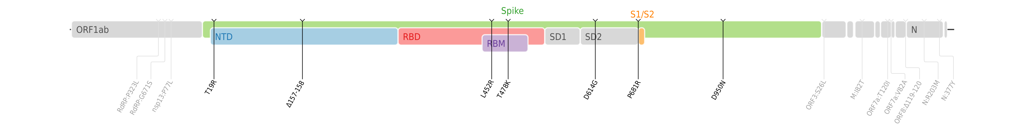 Mutacije aminokislin, ki jih zapisuje genom različice delta (prikazan je odsek virusnega genoma s poudarkom na genu za konično beljakovino (angl. spike).[20]