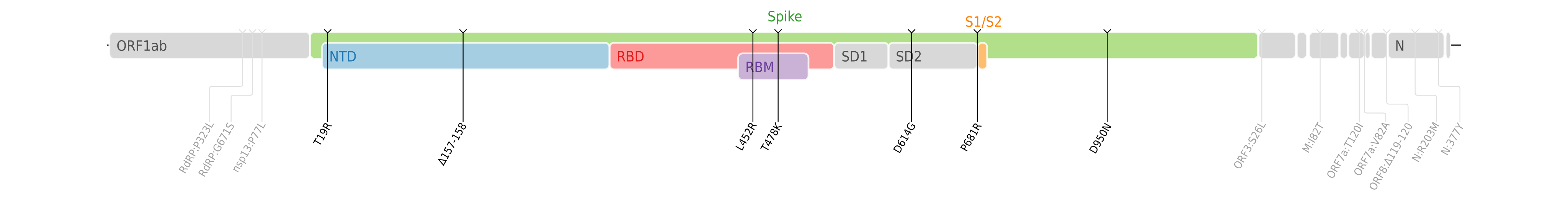 SARS-CoV-2 Delta variant.svg