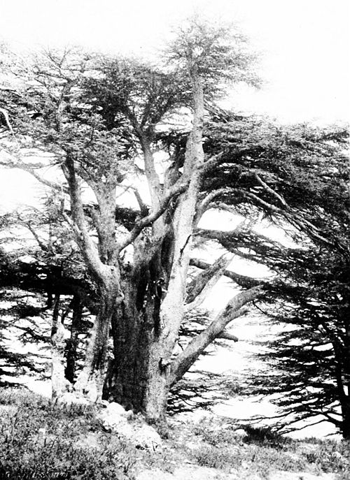 The Guardian, the oldest Cedar of Lebanon