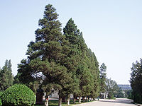 kineska kleka (Juniperus chinensis)