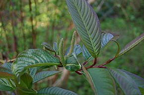 A Salix-moupinensis-leaves.JPG kép leírása.