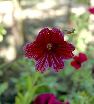 <i>Salpiglossis</i> Genus of plants