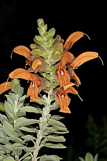 Salvia aurea 1DS-II 3-0765.jpg