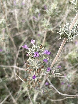 <i>Salvia greatae</i> Species of flowering plant