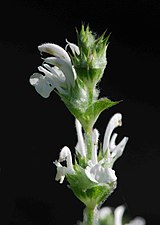 Terminal whorl of Salvia hispanica with blue and white flowers