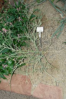 <i>Sarcostemma socotranum</i> Species of plant