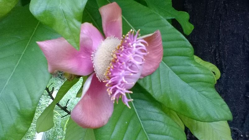 File:Sarppagandhi flower.jpg