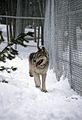 Sawtooth wolf pup walking fence line in Nez Perce Pen (16238721901).jpg