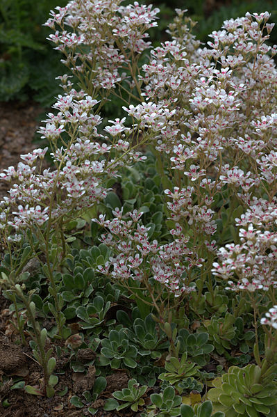 File:Saxifraga cotyledon 'Southside Seedling'.jpg