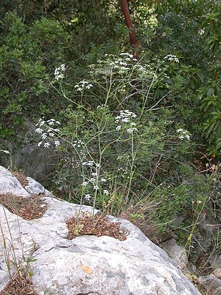 <i>Scaligeria</i> (plant) Genus of flowering plant