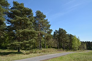 Schleswig-Holstein, Bark, Wittenborner Heide NIK 6073.jpg