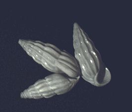 Schwartziella catesbyana