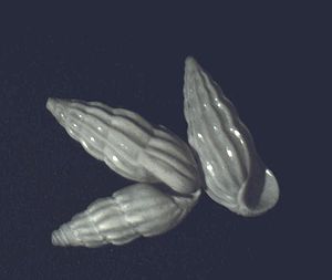 Schwartziella catesbyana 001.jpg