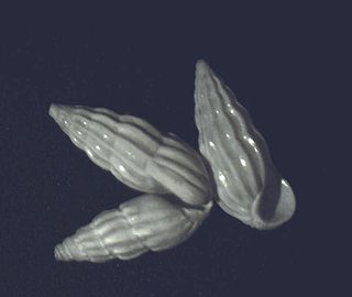 <i>Schwartziella catesbyana</i> species of mollusc
