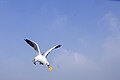 * Nomination Sea Gulls during Elephanta Ferry ride --Rangan Datta Wiki 07:53, 13 September 2023 (UTC) * Decline  Oppose out of focus and lots of dust spots, sorry --Virtual-Pano 07:58, 13 September 2023 (UTC)