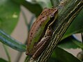 Northern Dwarf Tree Frog