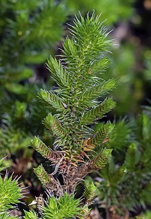 <i>Selaginella hansenii</i> species of plant