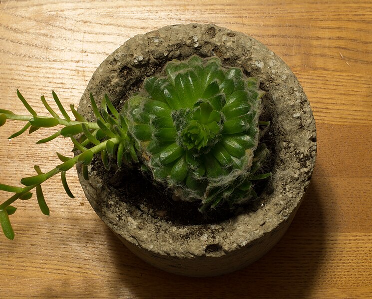 File:Sempervivum arachnoideum top.jpg