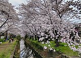 引地川の千本桜（大和市）