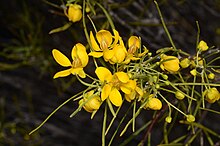 Senna circinnata.jpg