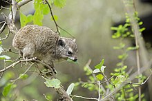 bush hyrax feeding on leaves Serengeti National Park 2021-12 - mammal.jpg