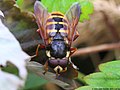 Sericomyia silentis (Harris, 1776)