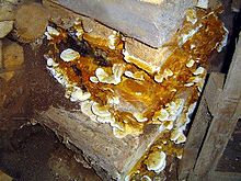 Damaged wall with fungal growth Serpula lacrimans.jpg