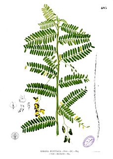 <i>Sesbania sesban</i> species of plant