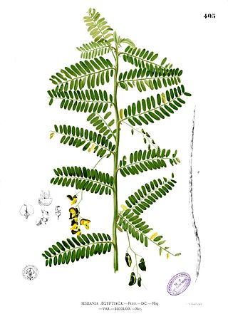 <i>Sesbania sesban</i> Species of legume