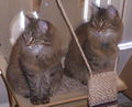 دو بچه گربهٔ خال‌دار قهوه‌ای.