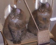 Two Siberian brown mackerel tabby kittens (sisters), 12 months old, 8lbs each, still growing.