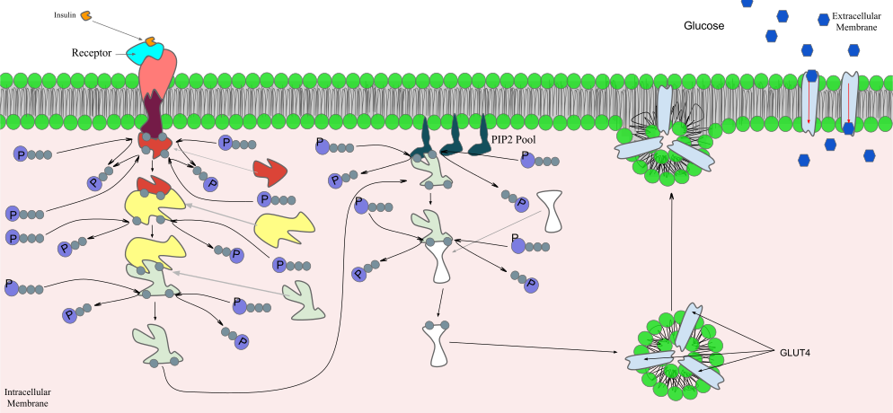 Signal transduction of Insulin: At the end of the transduction process, the activated protein binds to the PIP2 proteins embedded in the membrane.