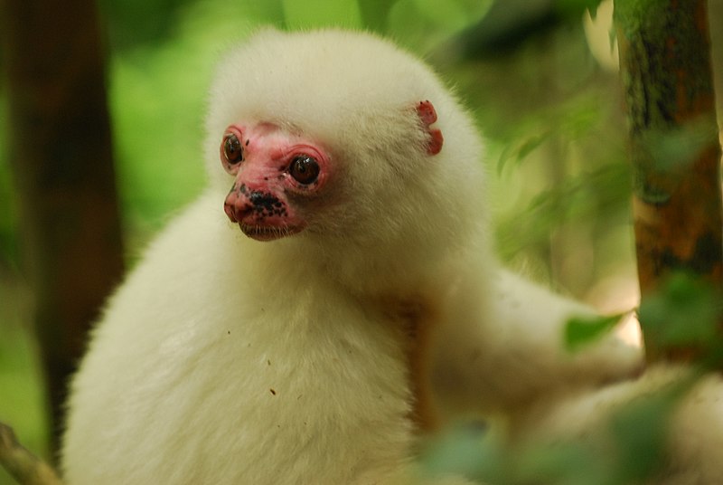 File:Silky Sifaka Pink Face Closeup.JPG