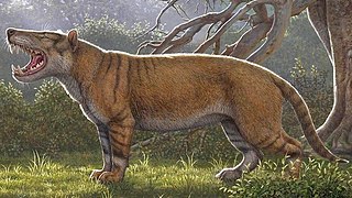 <i>Simbakubwa</i> Extinct genus of mammals