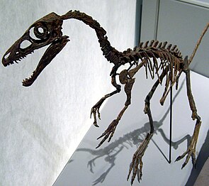 Skelettrekonstruktion von Sinosauropteryx
