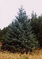 Sitkaspar (Picea sitchensis)