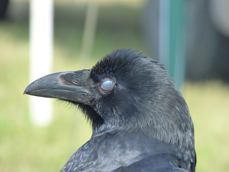 File:Sleepy Raven - Flickr - pete. ^hwcp.jpg